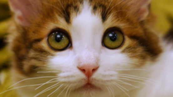 Katzenschnupfen-Komplex: die Katze niest & die Augen tränen 