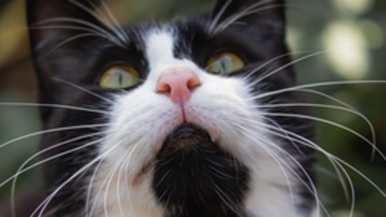 Die Katze schnarcht: Anzeichen für Nasopharyngeale Polypen