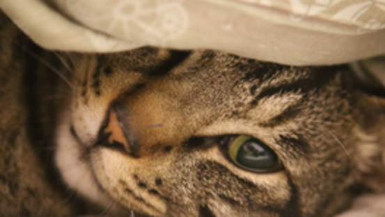 15 Ursachen für ein- & beidseitigen Nickhautvorfall Katze 