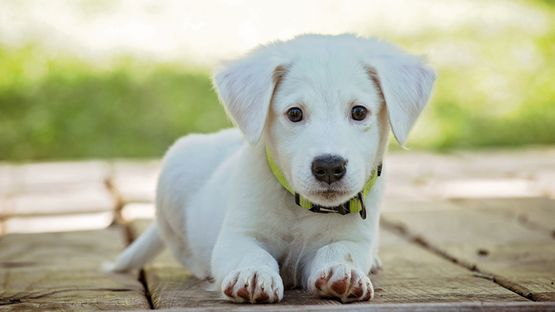 Canine Demodikose: haarlose Stellen, Schuppen, - petdoctors.at