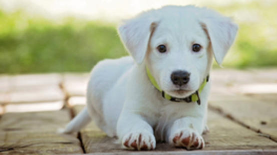 Canine Demodikose: haarlose Stellen, Schuppen, Krusten 