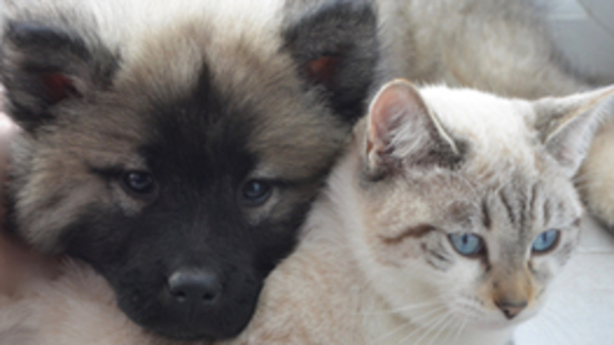 Tipp für Hund & Katze: Haftpflicht- & Krankenversicherung 