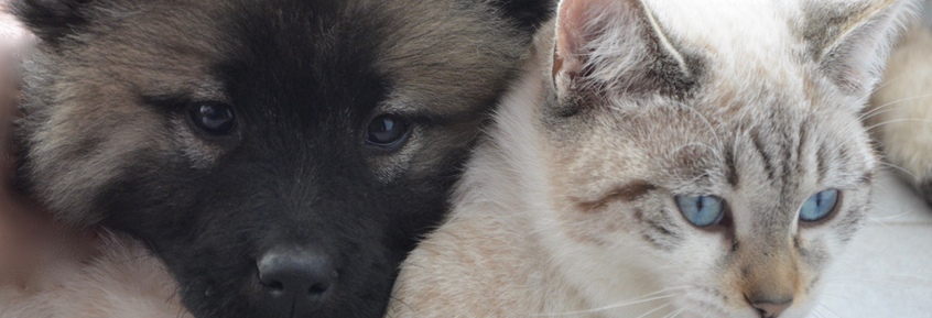 Tipp für Hund & Katze: Haftpflicht- & Krankenversicherung 