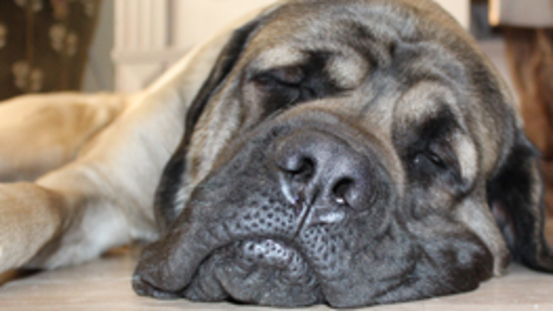 19 Symptome für Schilddrüsen Unterfunktion beim Hund