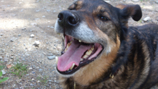 13 Symptome für Hyperthyreose: Schilddrüsenüberfunktion Hund