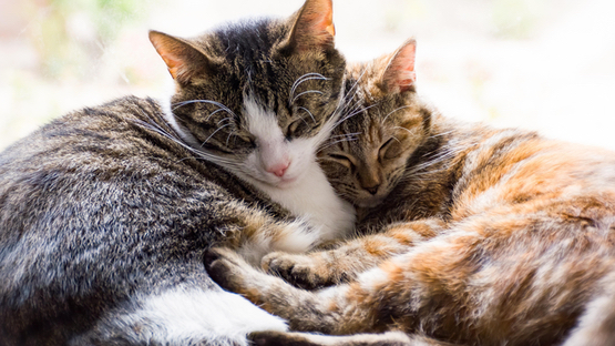 Kater oder Katze? So unterschiedlich verhalten sich die beiden