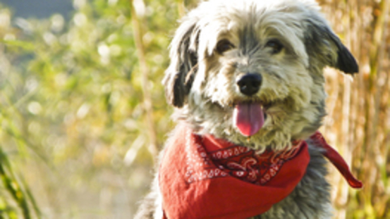 6 Ursachen für Husten bei Hunden: Schutzreflex od Krankheit 