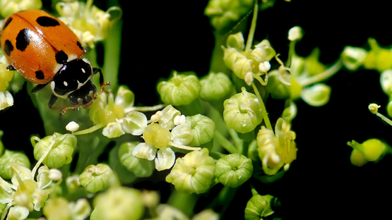 Petersilie dolden blüten (c) beverly buckley auf pixabay a