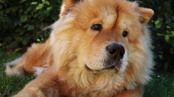 Heuler oder Beller? Warum manche Hunde Wölfe heulen - petdoctors.at