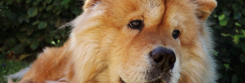 Heuler oder Beller? Warum manche Hunde wie Wölfe heulen