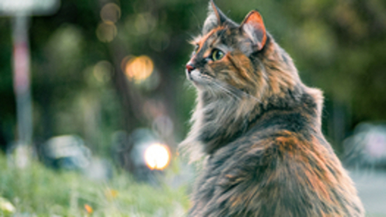 Staggering Disease: die Taumelkrankheit der Katze