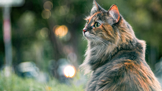 Krankheit, Zittern, Krämpfe, Bewegungsstörungen,  feline Meningoencephalitis, Viren, Rubiviren ,  Mäuse, Waldmäuse, Langschwanzmäuse,  Gelbhalsmäuse  - Petdoctors [09|02|23]