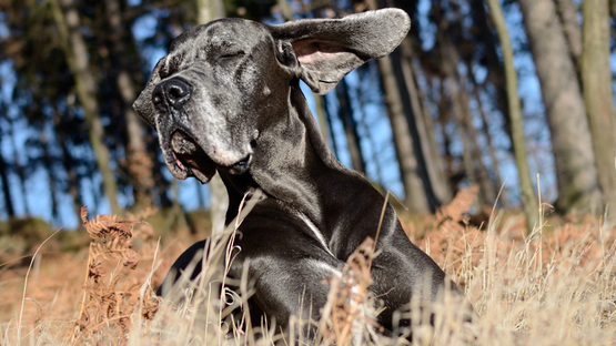Dilatative Kardiomyopathie, DCM, Herzmuskels, getreidefreies Hundefutter, Boxer, Dobermann, Deutsche Dogge, Irischer Wolfshund, Neufundländer -  Petdoctors [12|02|23]