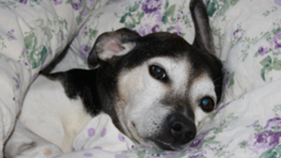 6 Gründe warum Hunde am liebsten bei uns im Bett schlafen.