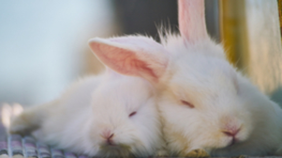 Schlafrhythmus: können Kaninchen träumen?