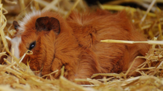 Meerschweinchen machen Power Naps. Träumen sie auch?