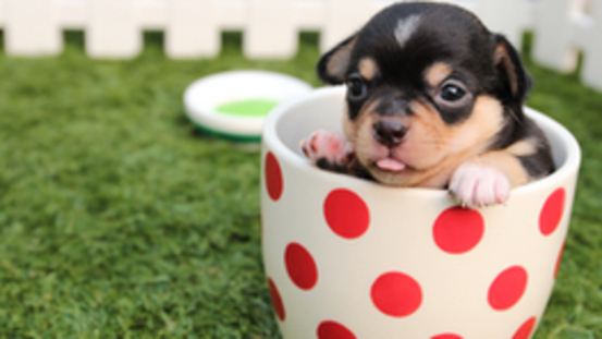 Tea Cup Chihuahua – je kleiner, umso besser?