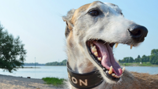 11 Zahn- und Munderkrankungen von Hunden 
