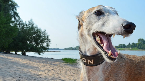 Zahnkrankheiten, Zahnfehlstellung, Zahnstein, Parodontose, Gingivitis, Stomatitis, Karies, Fremdkörper, Speicheldrüsenzyste - Petdoctors [09|08|22]