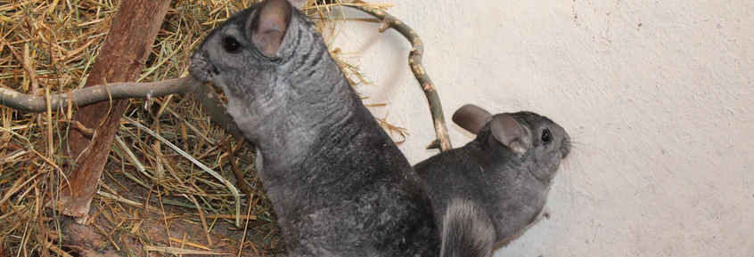 ABC zur Haltung von Chinchillas: so geht’s richtig 