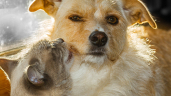 Vorsorge: Kräuterwurmkur für Hunde & Katzen im Frühling