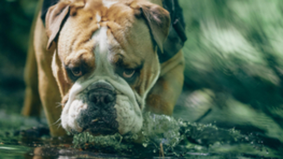 Wie man Hunde zum Trinken animiert: Trinkbrunnen & Co 