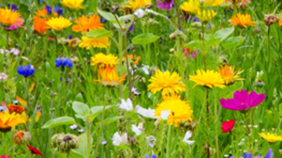 Blumenwiese: essbare & giftige Blüten für Nager & Co