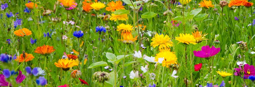 Blumenwiese: essbare & giftige Blüten für Nager & Co