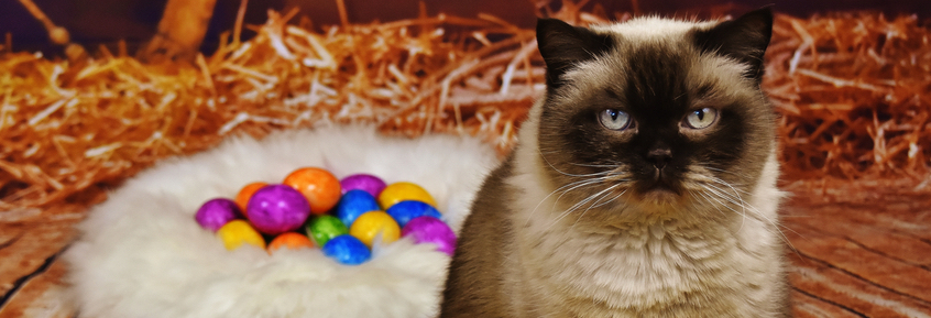Kochrezept für Katzen: Osterei für Stubentiger
