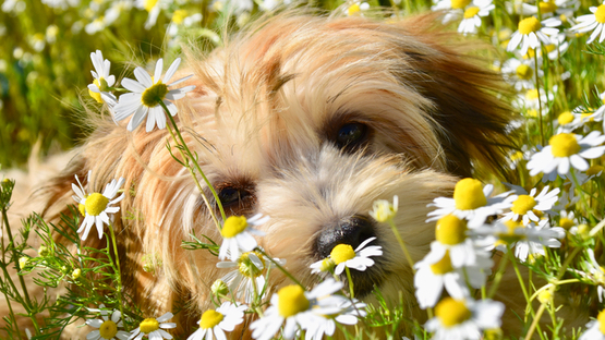 (c) Photo: JackieLou DL auf Pixabay