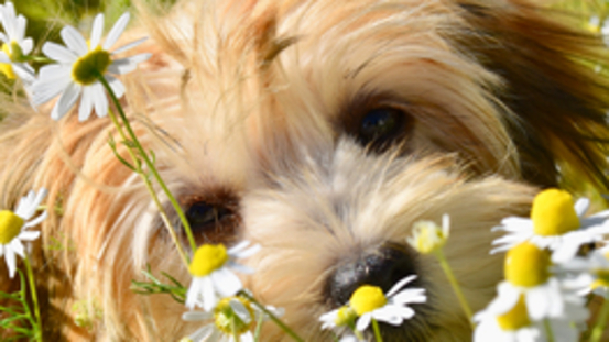 Frühling auf dem Teller: Essbare & giftige Blüten für Hunde 