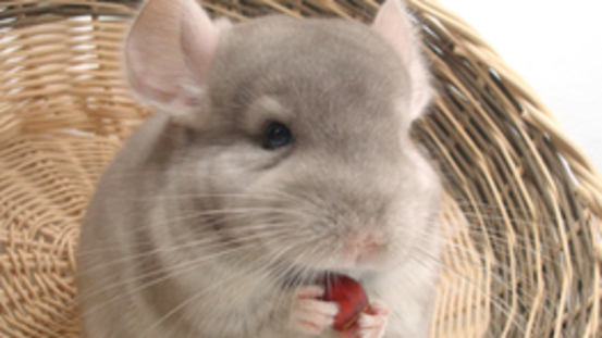 Krämpfe kommen bei Chinchillas häufiger vor: was tun?