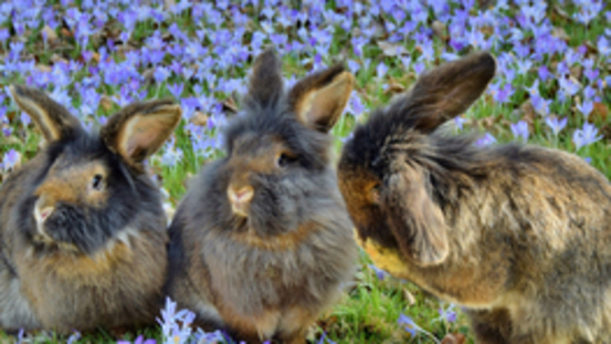 Kaninchen sind keine Osterüberraschung!