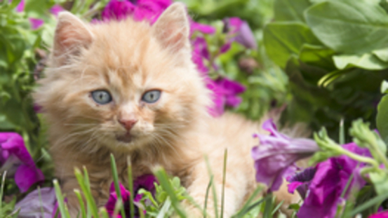 Frühling auf dem Teller: Essbare & giftige Blüten für Katzen