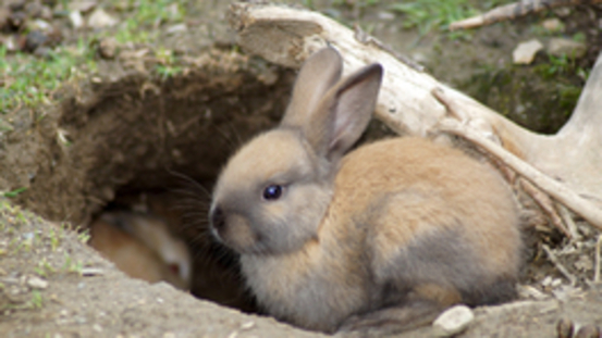 Vergesellschaftung ist schwierig: neues Kaninchen zieht ein