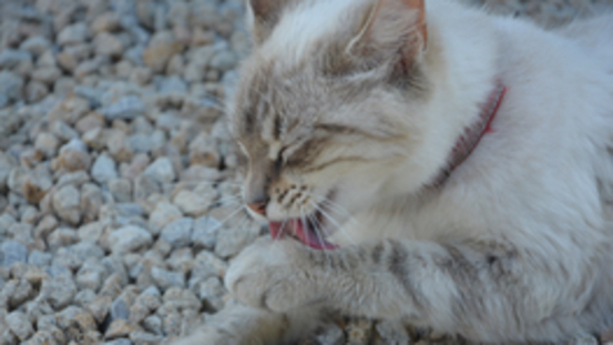 8 Tipps zum perfekten Katzenklo: Größe, Form & Standort ...