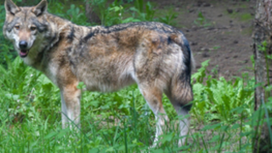 Natur: richtiges Verhalten bei Begegnung mit einem Wolf