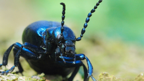 Naturschutz: Ölkäfer blaue & violette giftige Schönheiten 