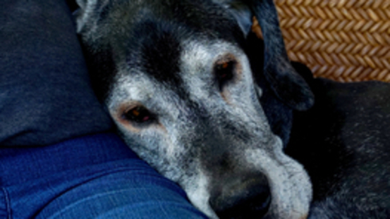 Cognitives Dysfunktions Syndrom : Demenz bei Hunden