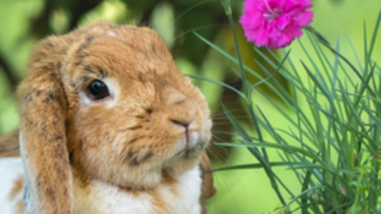 Kaninchen Senioren: Demenz oder nur Alterserscheinung? 