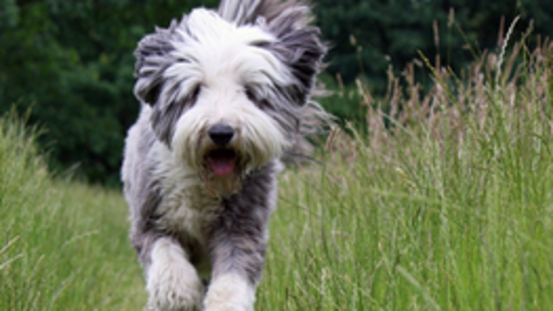 Schneller-Höher-Weiter Syndrom der Hütehunde