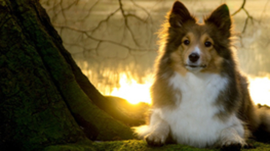 Collie, Sheltie, Australien Shepherd oft von DMS betroffen