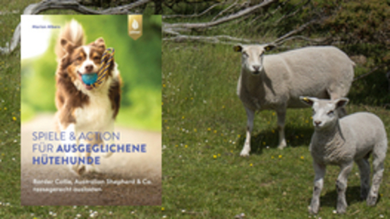 Buchtipp No29: Spiele und Action für ausgeglichene Hütehunde