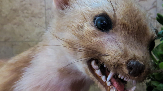 Verhaltensänderung, Aggression, Schluckstörungen, anzeigenpflichtige Erkrankung, Haustiere, Wildtiere - Petdoctors [18|05|23]