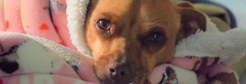 Impfen schützt Ihren Hund: Pflicht- und Wahl-Impfungen 