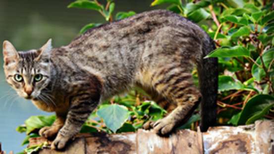 Tollwut bei Katzen: Übertragung erfolgt durch Biss