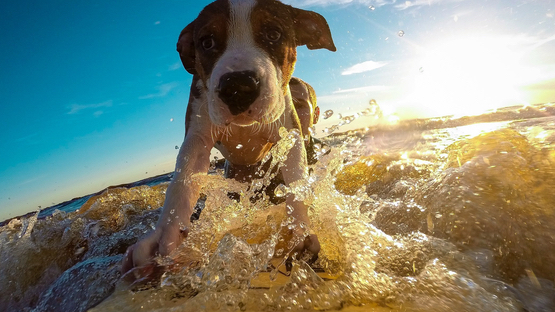 Urlaub mit Hund sollte gut geplant sein