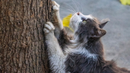 Zu lange Katzenkrallen: Schönheitsfehler oder Krankheit