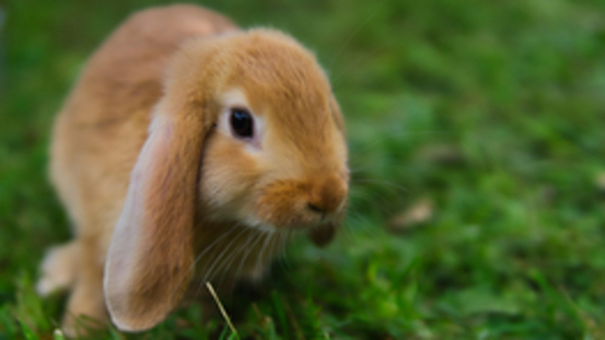 Ohrenschmerzen bei Kaninchen: Gesundheitsrisiko Hängeohren