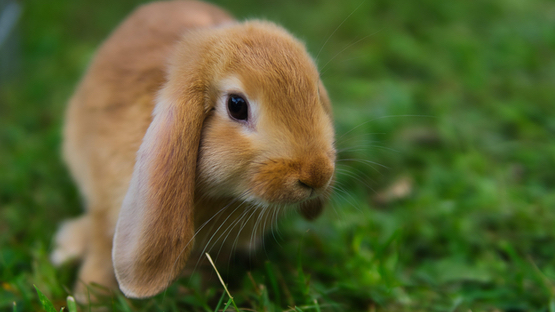 Ohrenschmerzen bei Widderkaninchen, Ohren, Schlappohren, Hängeohren, Ohrenschmerzen, Ohrenentzündung, Kopfschiefhaltung, Schreckhaftigkeit, Putzen - Petdoctors.at  [06|08|23]